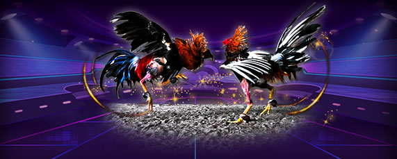 Sabung Ayam